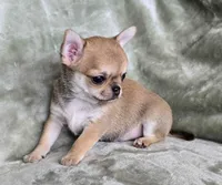 AKC Spud, a male Chihuahua for sale in Carthage, MO – 5 of 5