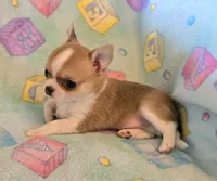 AKC Bowie, pet only, a male Chihuahua for sale in Carthage, MO – 2 of 8