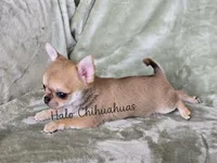AKC Spud, a male Chihuahua for sale in Carthage, MO – 3 of 5