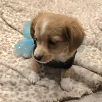 chiweenie LH "Daisy", a female Chihuahua and Miniature Dachshund for sale in Carthage, MO – Photo 3 of 9