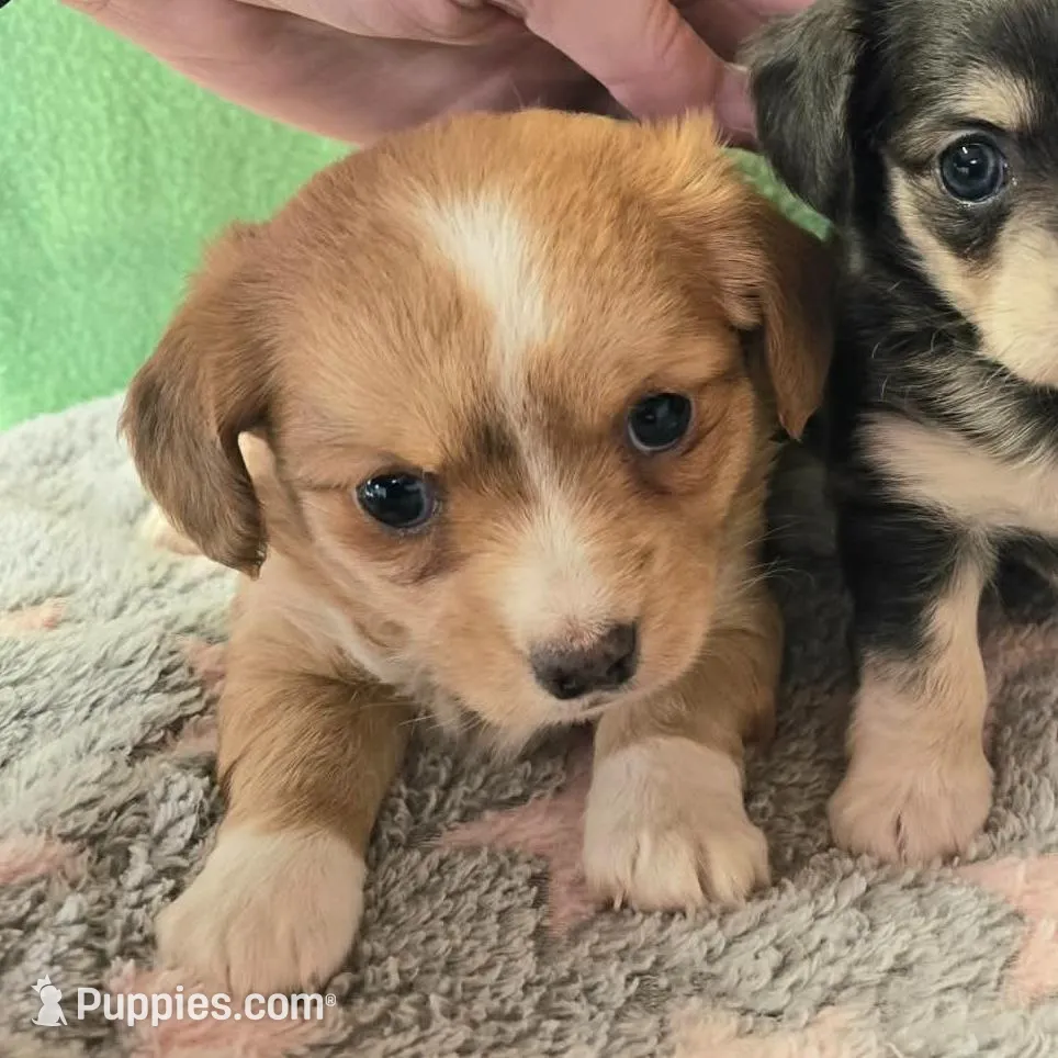 chiweenie LH fawn & white 2