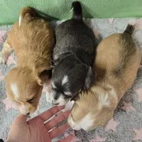 chiweenie LH "Daisy", a female Chihuahua and Miniature Dachshund for sale in Carthage, MO – Photo 9 of 9