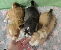 chiweenie LH fawn & white 2, a female Chihuahua and Miniature Dachshund for sale in Carthage, MO – Photo 8 of 9