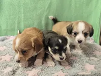 chiweenie LH fawn & white 2, a female Chihuahua and Miniature Dachshund for sale in Carthage, MO – Photo 2 of 9