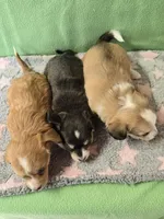 chiweenie LH fawn & white 2, a female Chihuahua and Miniature Dachshund for sale in Carthage, MO – Photo 6 of 9