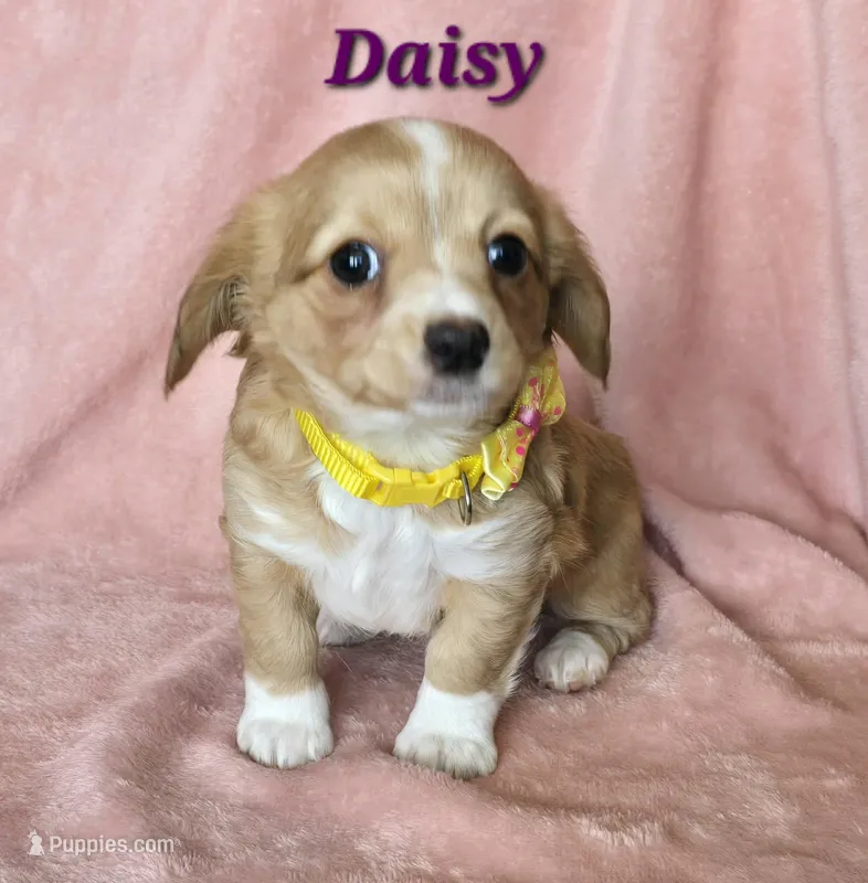 chiweenie LH "Daisy"