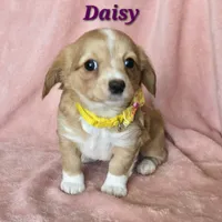 chiweenie LH "Daisy", a female Chihuahua and Miniature Dachshund for sale in Carthage, MO – Photo 4 of 9