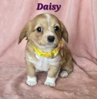 chiweenie LH "Daisy", a female Chihuahua and Miniature Dachshund for sale in Carthage, MO – Photo 1 of 8