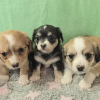 chiweenie LH "Daisy", a female Chihuahua and Miniature Dachshund for sale in Carthage, MO – Photo 8 of 9