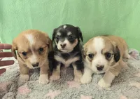 chiweenie LH fawn & white 2, a female Chihuahua and Miniature Dachshund for sale in Carthage, MO – Photo 4 of 9