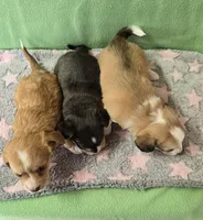 chiweenie LH fawn & white 2, a female Chihuahua and Miniature Dachshund for sale in Carthage, MO – Photo 9 of 9