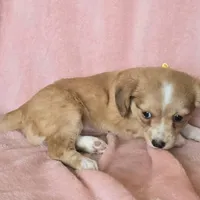 chiweenie LH "Daisy", a female Chihuahua and Miniature Dachshund for sale in Carthage, MO – Photo 5 of 9