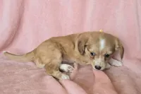 chiweenie LH "Daisy", a female Chihuahua and Miniature Dachshund for sale in Carthage, MO – Photo 2 of 8