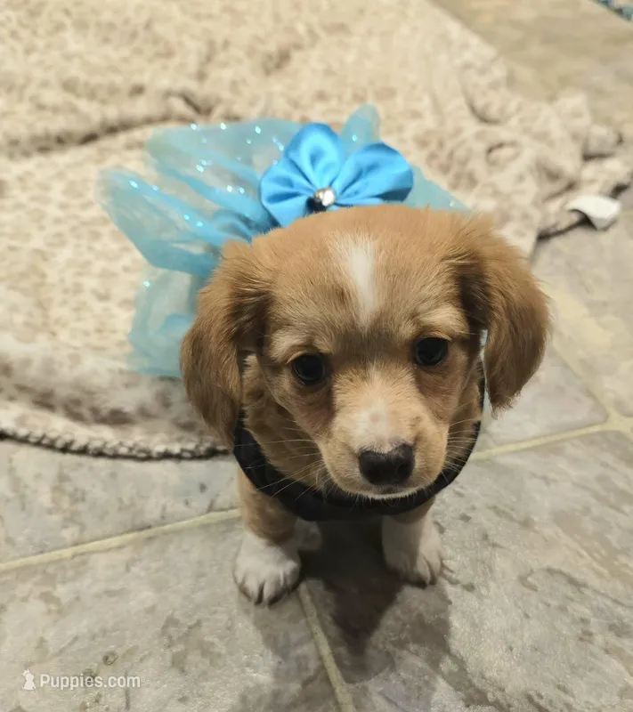 chiweenie LH "Daisy"