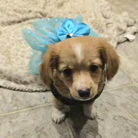 chiweenie LH "Daisy", a female Chihuahua and Miniature Dachshund for sale in Carthage, MO – Photo 1 of 9