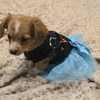 chiweenie LH "Daisy", a female Chihuahua and Miniature Dachshund for sale in Carthage, MO – Photo 2 of 9