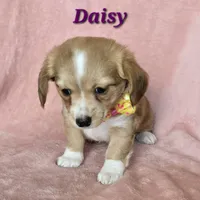 chiweenie LH "Daisy", a female Chihuahua and Miniature Dachshund for sale in Carthage, MO – Photo 4 of 8