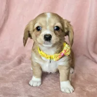 chiweenie LH "Daisy", a female Chihuahua and Miniature Dachshund for sale in Carthage, MO – Photo 6 of 9