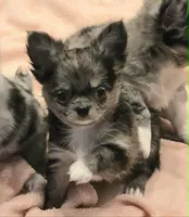 Winnie Merle AKC, a female Chihuahua for sale in Carthage, MO – 6 of 6