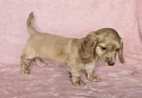 Sadie cream LH, a female Miniature Dachshund for sale in Carthage, MO – Photo 3 of 8