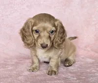 Sadie cream LH, a female Miniature Dachshund for sale in Carthage, MO – Photo 7 of 8