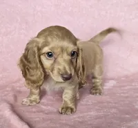 Sadie cream LH, a female Miniature Dachshund for sale in Carthage, MO – Photo 6 of 8