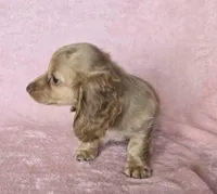 Sadie cream LH, a female Miniature Dachshund for sale in Carthage, MO – Photo 4 of 8