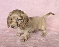 Sadie cream LH, a female Miniature Dachshund for sale in Carthage, MO – Photo 5 of 8