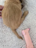 Sadie cream LH, a female Miniature Dachshund for sale in Carthage, MO – Photo 8 of 8