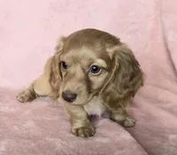 Sadie cream LH, a female Miniature Dachshund for sale in Carthage, MO – Photo 2 of 8