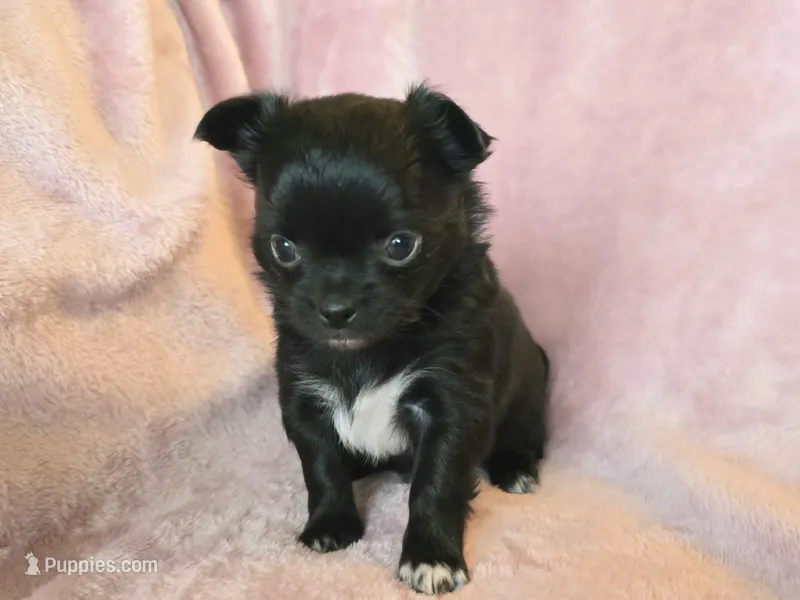AKC LC Midnight – Chihuahua puppy for sale in Carthage, MO