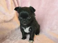 AKC LC Midnight, a female Chihuahua for sale in Carthage, MO – 1 of 5