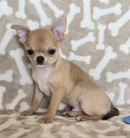 AKC Sawyer REDUCED, a male Chihuahua for sale in Carthage, MO – 3 of 9