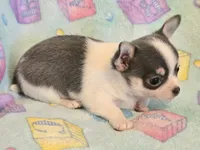 AKC Mercury, blue spotted pet only, a male Chihuahua for sale in Carthage, MO – 7 of 7