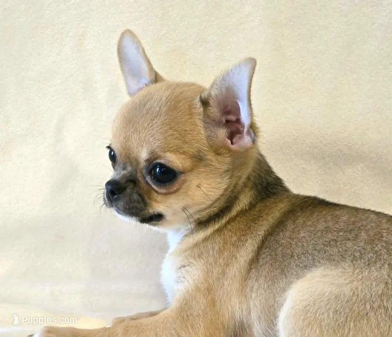 AKC Scarlet – Chihuahua puppy for sale in Carthage, MO