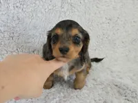 Sale Pending, a female Miniature Dachshund for sale in Carthage, MO – Photo 4 of 6