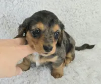 Sale Pending, a female Miniature Dachshund for sale in Carthage, MO – Photo 6 of 6