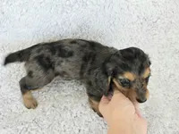 Sale Pending, a female Miniature Dachshund for sale in Carthage, MO – Photo 5 of 6