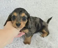 Sale Pending, a female Miniature Dachshund for sale in Carthage, MO – Photo 2 of 6