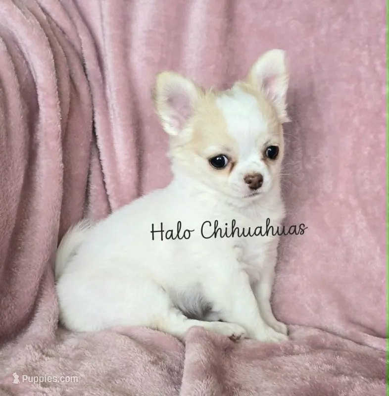 AKC LC Jewel – Chihuahua puppy for sale in Carthage, MO