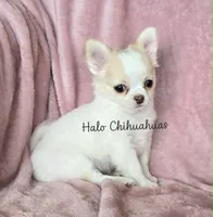 AKC LC Jewel, a female Chihuahua for sale in Carthage, MO – 1 of 10