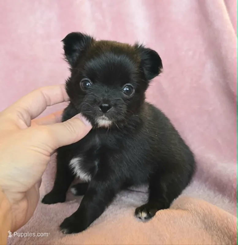 AKC LC Nyx – Chihuahua puppy for sale in Carthage, MO