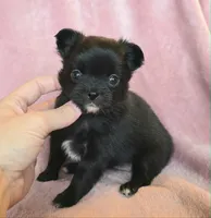 AKC LC Nyx, a female Chihuahua for sale in Carthage, MO – 1 of 6