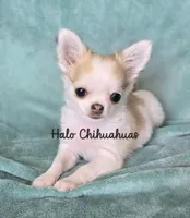 Tiny Biscuit (pet only), a male Chihuahua for sale in Carthage, MO – 2 of 5
