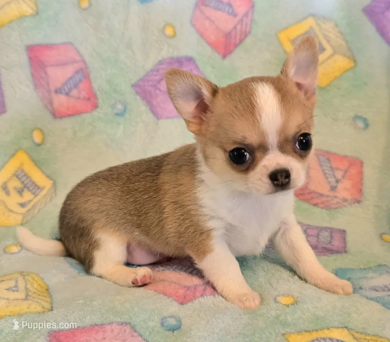 AKC Bowie, pet only – Chihuahua puppy for sale in Carthage, MO