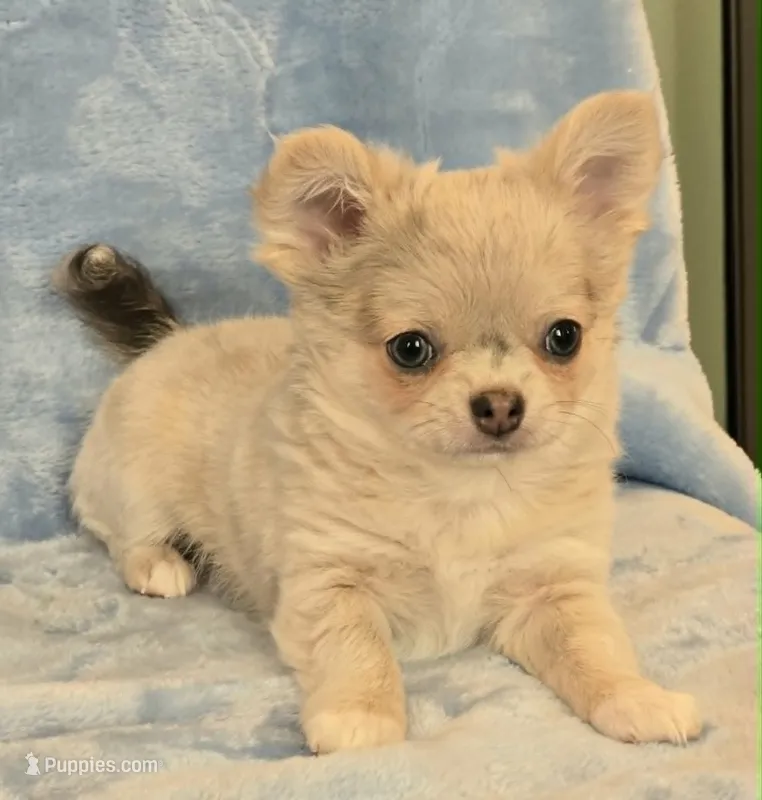 AKC Merle LC Micah – Chihuahua puppy for sale in Carthage, MO