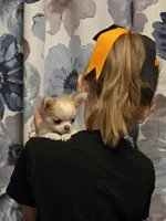 Tiny Biscuit (pet only), a male Chihuahua for sale in Carthage, MO – 5 of 5