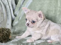 AKC Merle LC Micah, a male Chihuahua for sale in Carthage, MO – 4 of 7