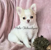 AKC LC Jewel, a female Chihuahua for sale in Carthage, MO – 9 of 10