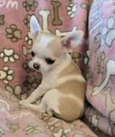 Tiny Sugar AKC pet only, a female Chihuahua for sale in Carthage, MO – 7 of 9